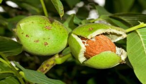 Walnut cultivation