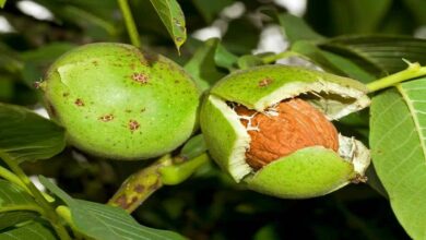 Walnut cultivation