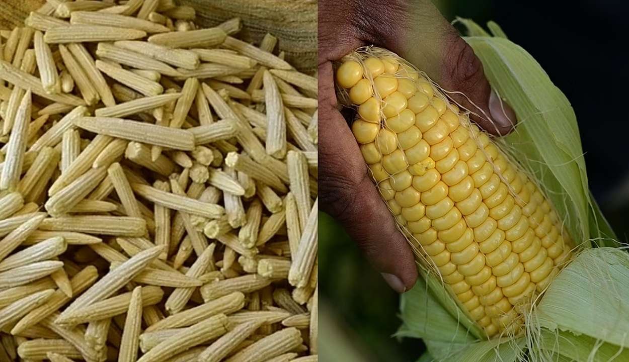 Baby corn cultivation