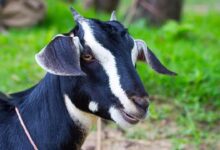 Bakri palan yojana