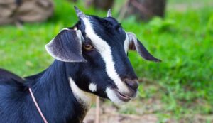 Bakri palan yojana