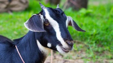 Bakri palan yojana