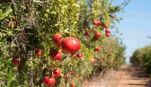 Bihar agriculture scheme
