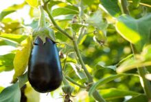 Brinjal farming