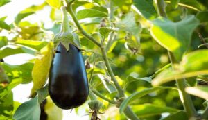 Brinjal farming