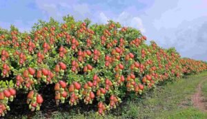 Cashew cultivation