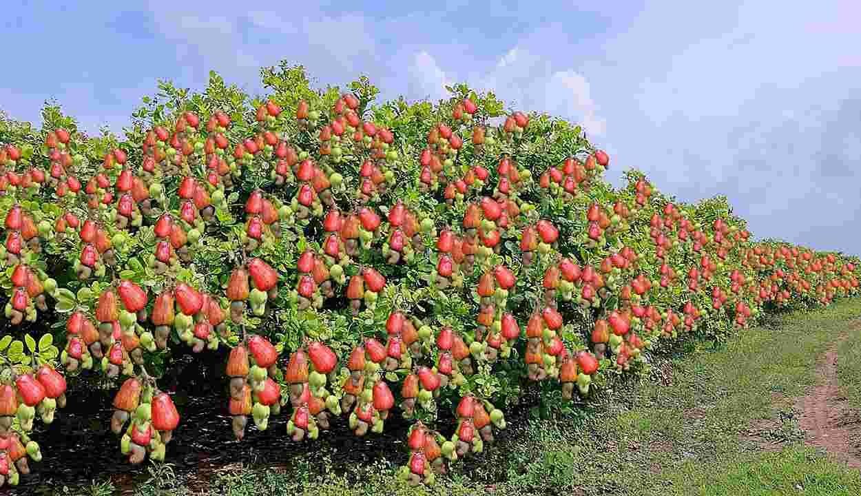 Cashew cultivation