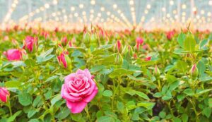 Cultivation of roses