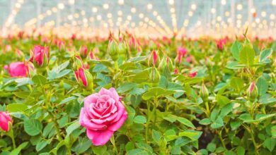 Cultivation of roses