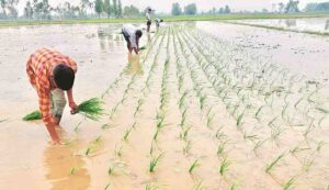 Direct sowing of rice