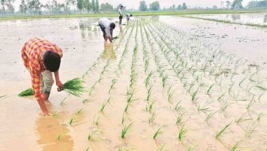 Direct sowing of rice