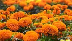 Genda phool vikas yojana