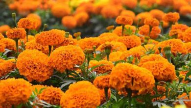 Genda phool vikas yojana