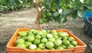 Guava cultivation