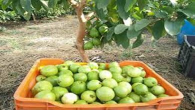 Guava cultivation