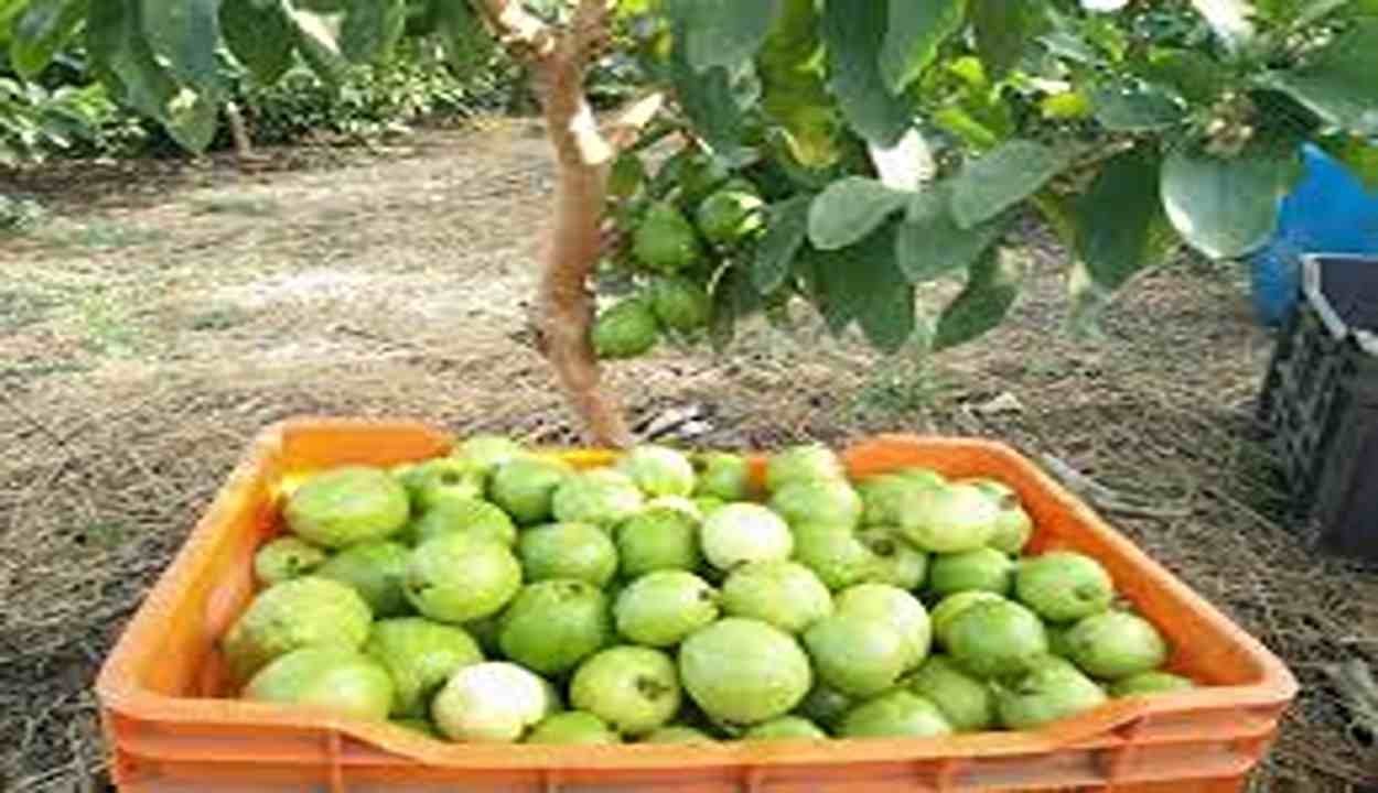 Guava cultivation