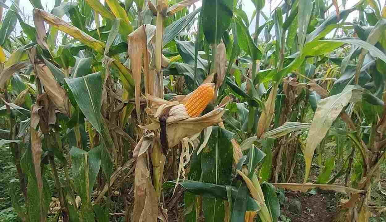 Maize crop diseases