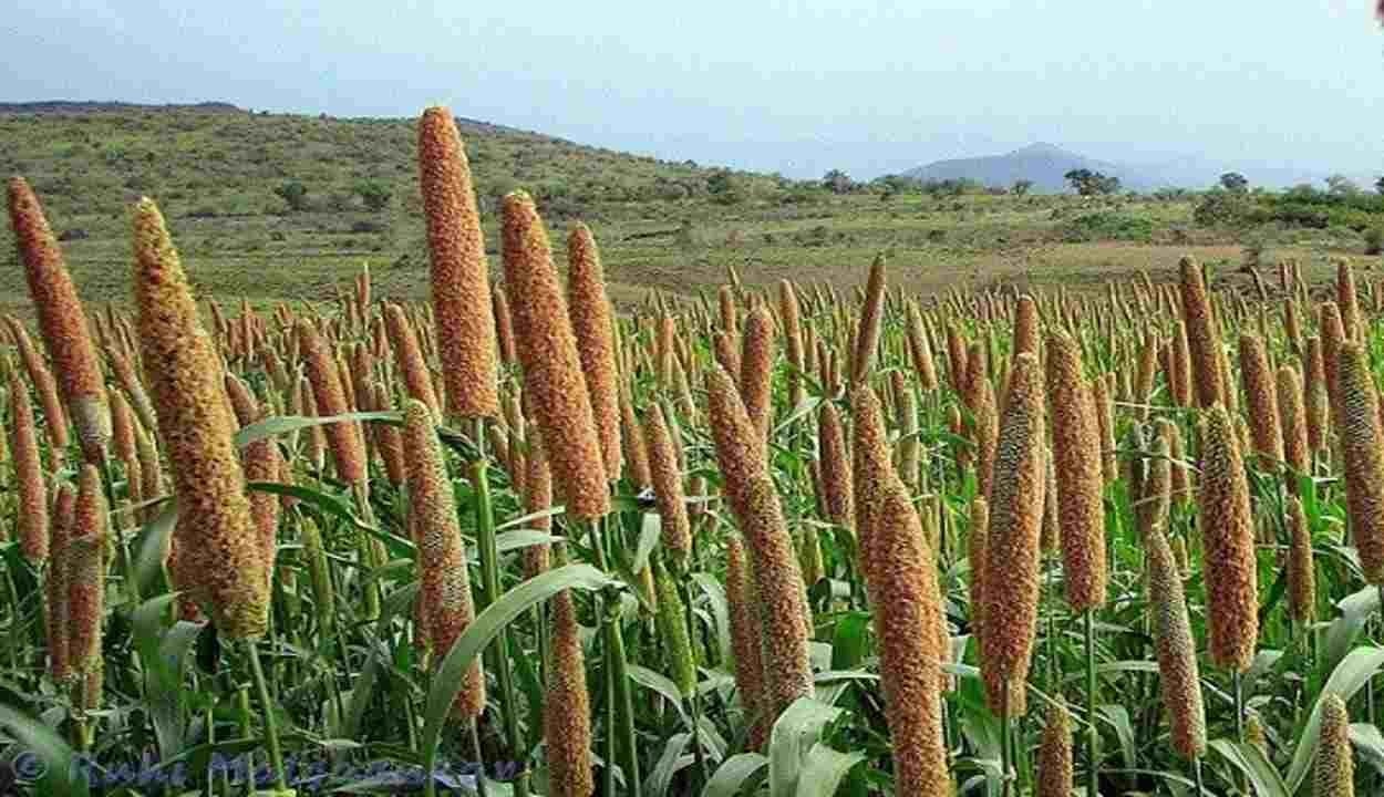Millet cultivation