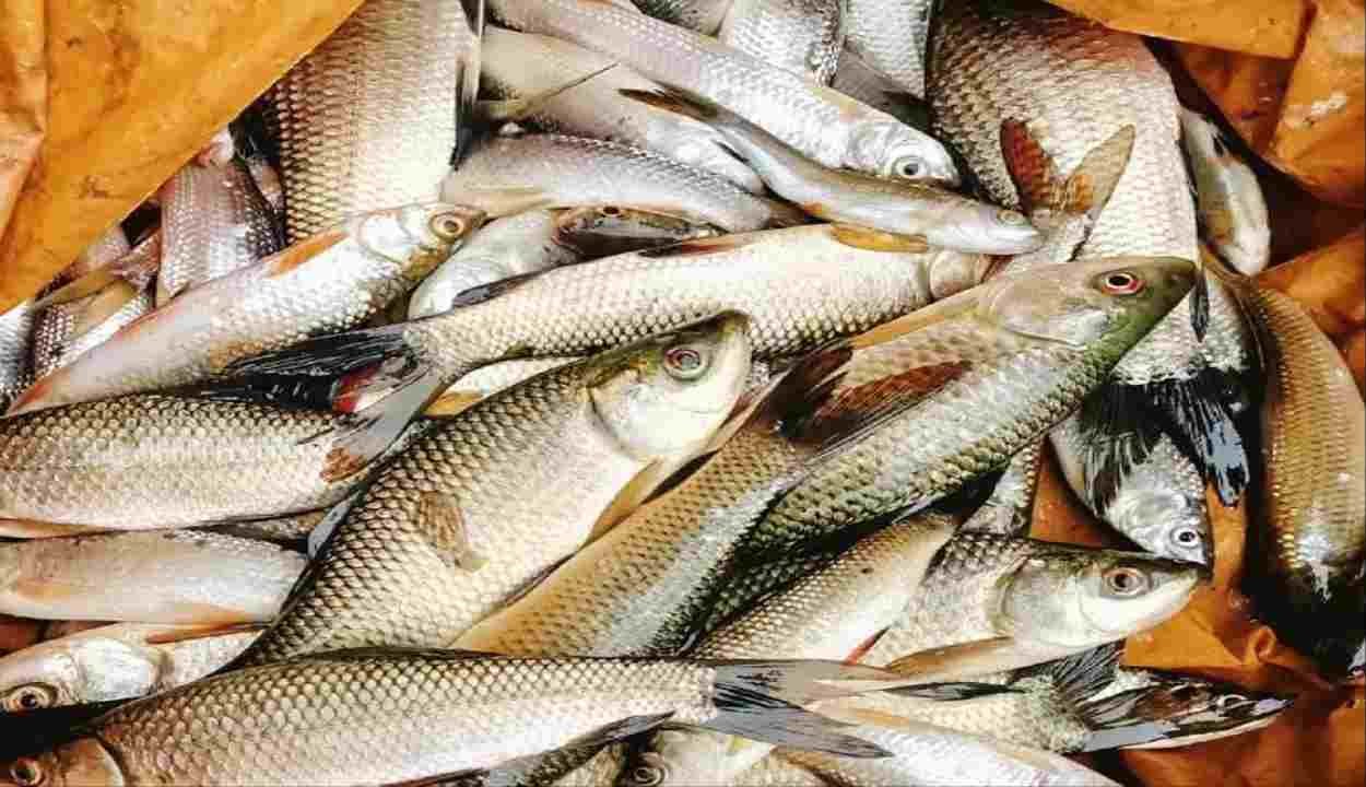 Mukhyamantri machhua kalyan yojana