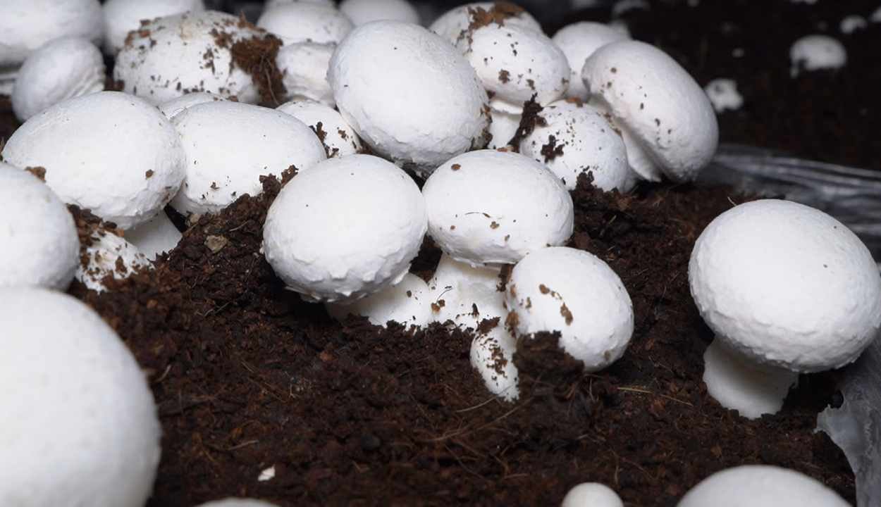 Mushroom farming