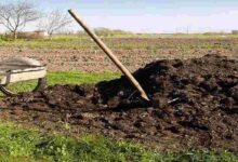 Organic fertilizer