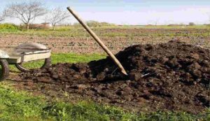 Organic fertilizer