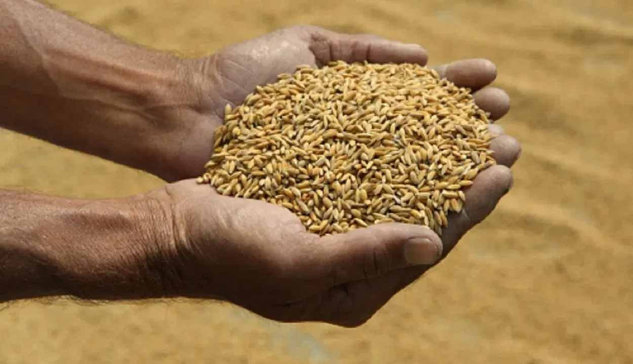 Paddy seed subsidy