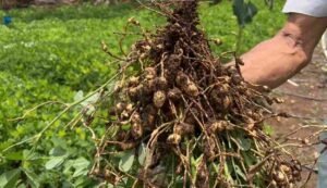 Peanut cultivation