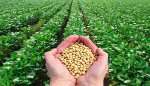 Soyabean ki kheti