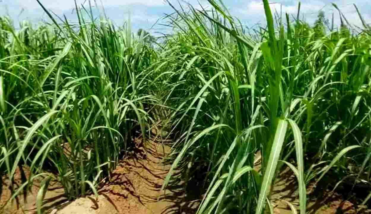 Sugarcane farming tips