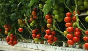 Tomato farming
