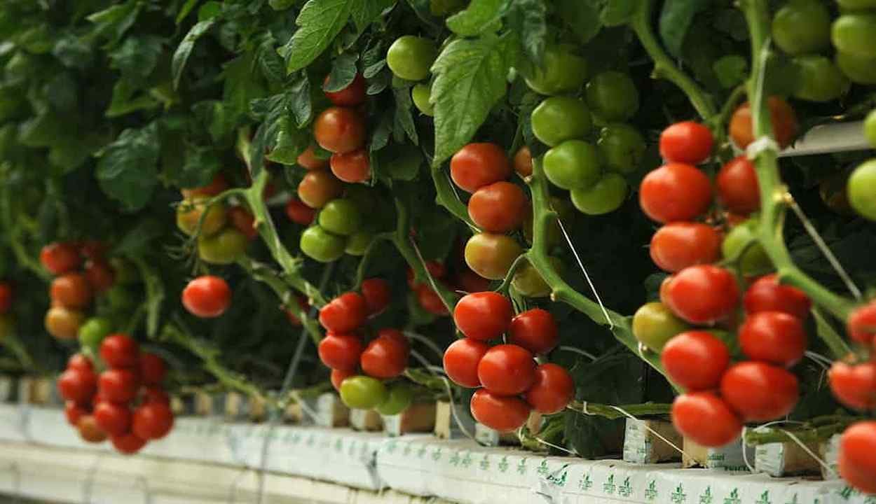 Tomato farming