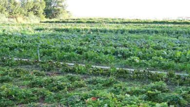 Vegetable cultivation