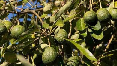 Avocado cultivation