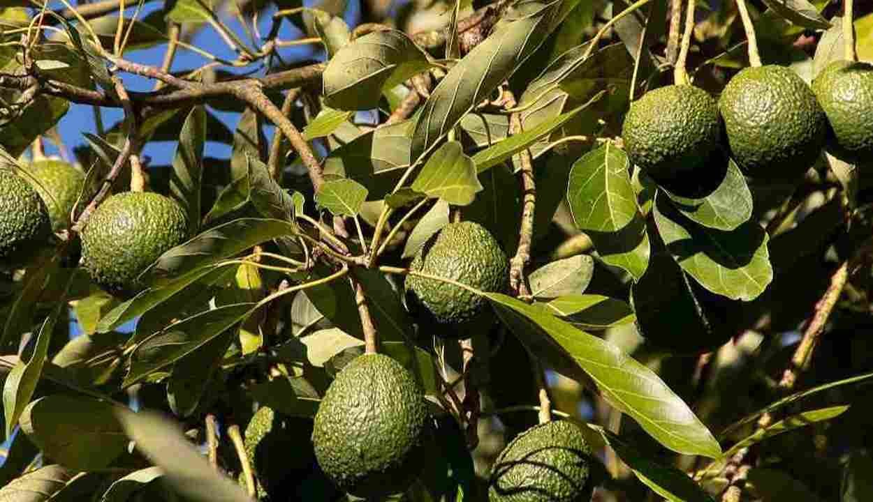 Avocado cultivation