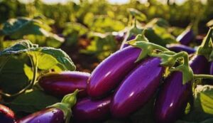 Brinjal cultivation