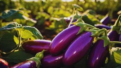 Brinjal cultivation