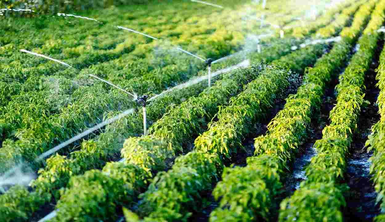 Cm minor irrigation scheme