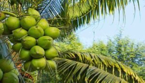 Coconut cultivation