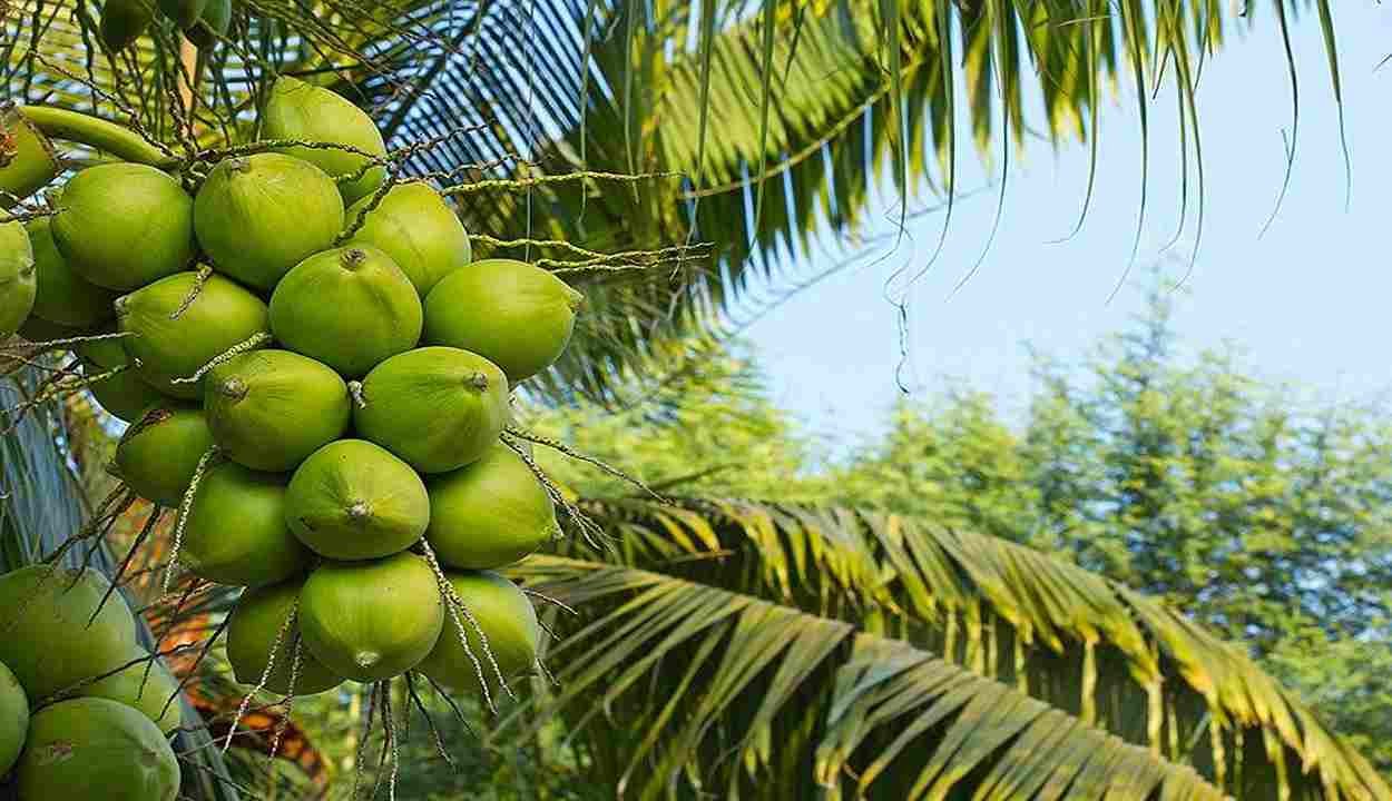 Coconut cultivation