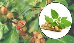 Cultivation of ashwagandha