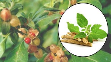 Cultivation of ashwagandha