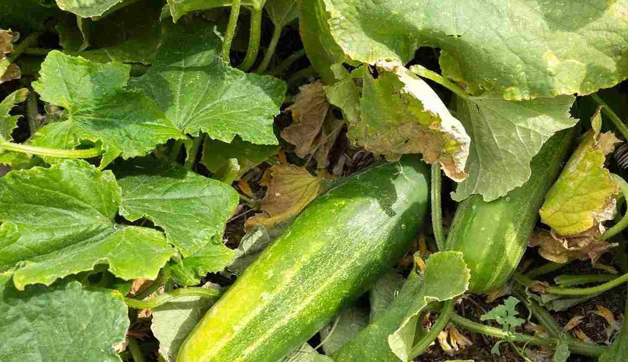 Cultivation of cucumbers