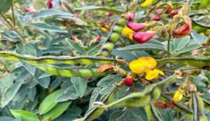 Cultivation of pigeon pea