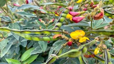 Cultivation of pigeon pea