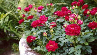 Cultivation of roses