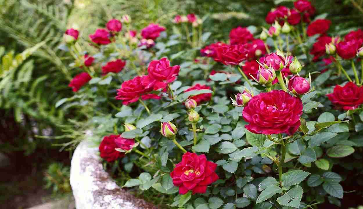 Cultivation of roses