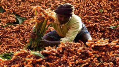 Cultivation of turmeric
