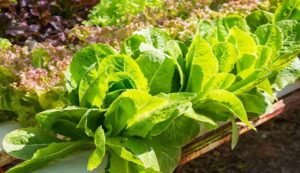 Cultivation of vegetables