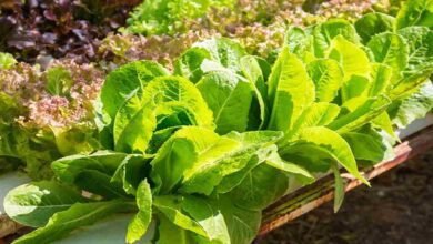 Cultivation of vegetables